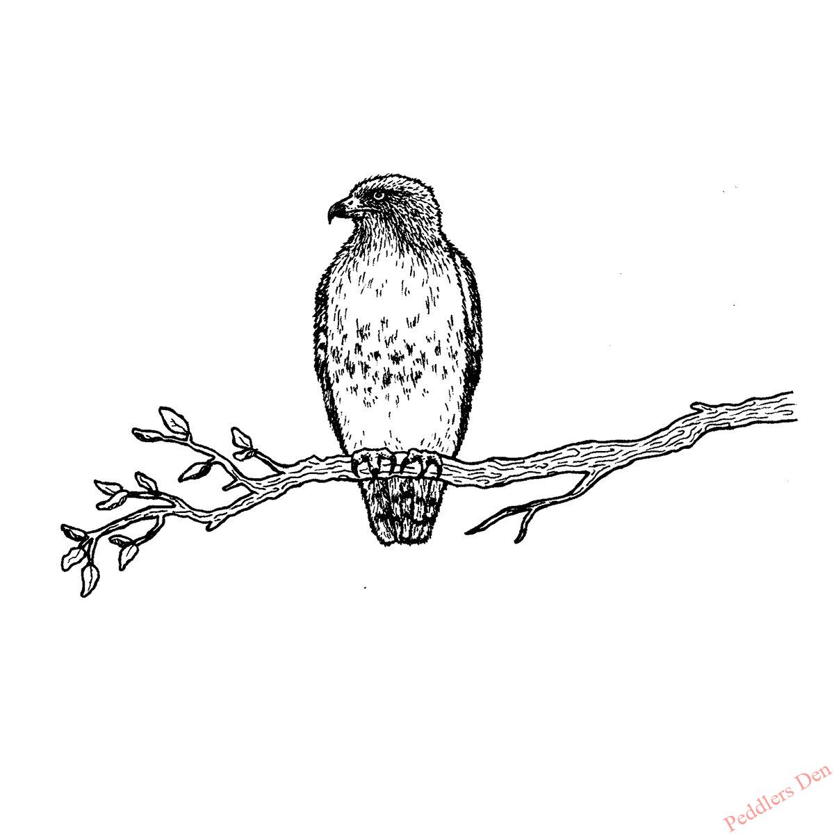 Red tailed hawk on branch p