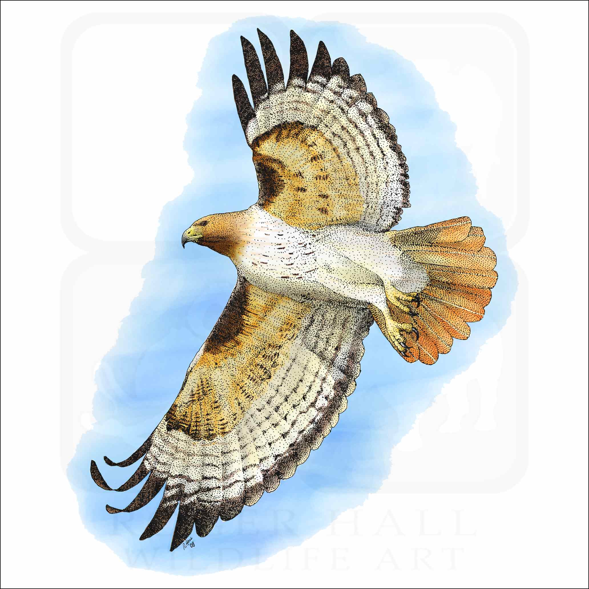 Red tailed hawk
