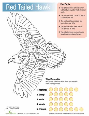 Red tailed hawk facts worksheet education red tailed hawk hawk facts hawk