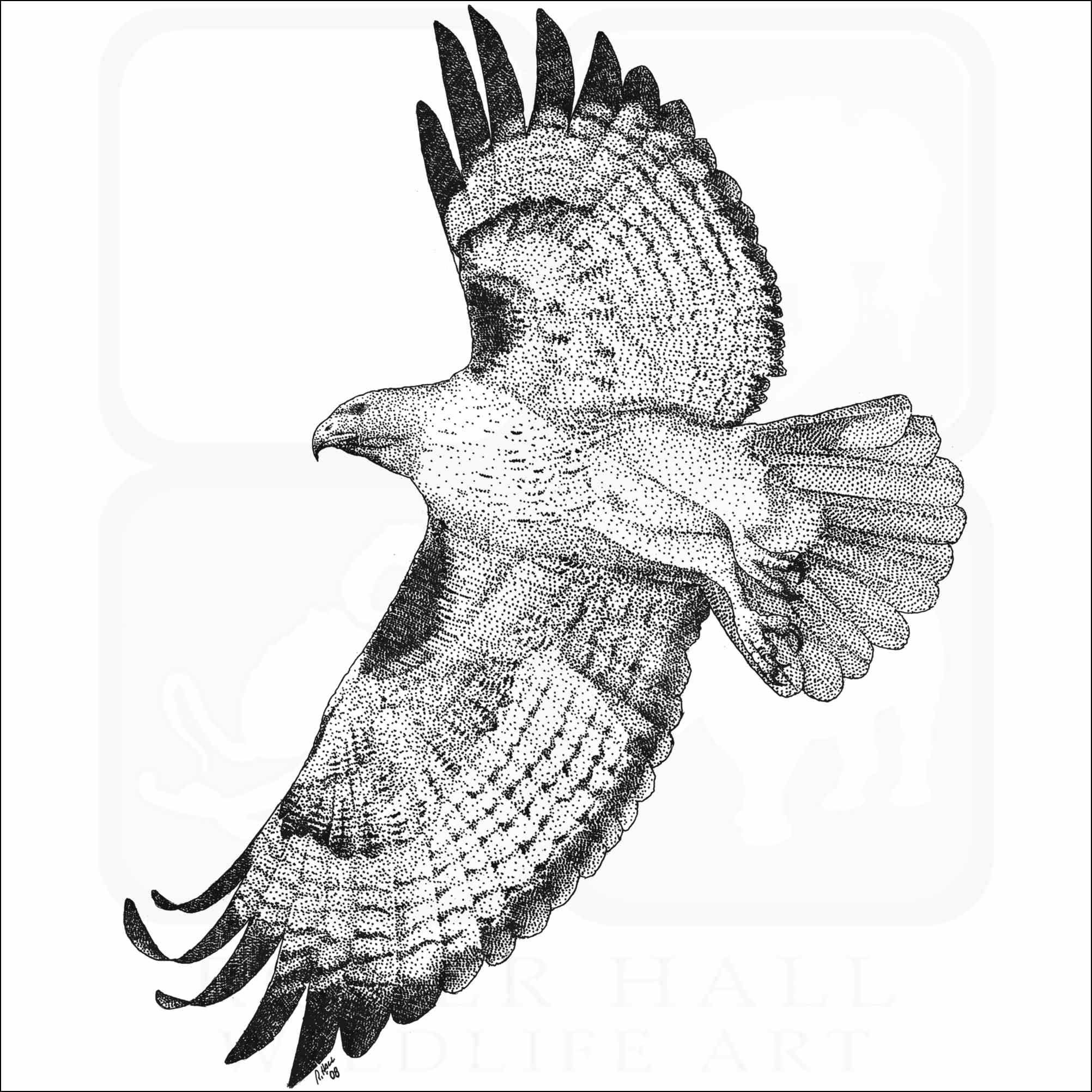 Red tailed hawk