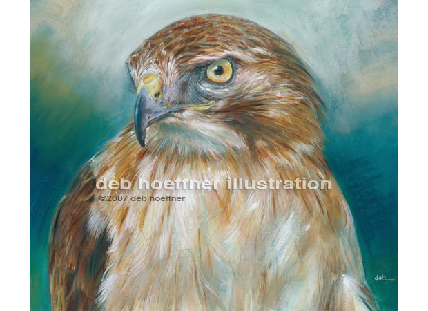 Audubon society red tailed hawk drawing and painting in soft realistic style