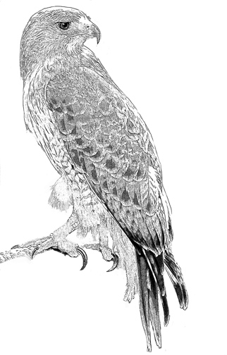 Red tailed hawk drawing journal of seeing by john dyess