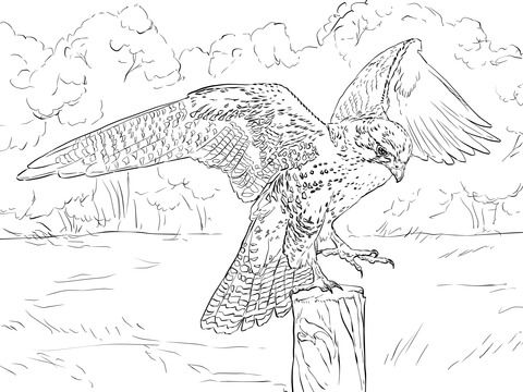 Prairie falcon coloring page free printable coloring pages animal coloring pages coloring pages peregrine falcon