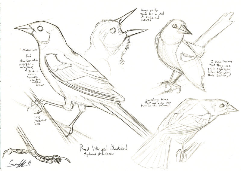 Red winged blackbird study by savannahphoskinson on