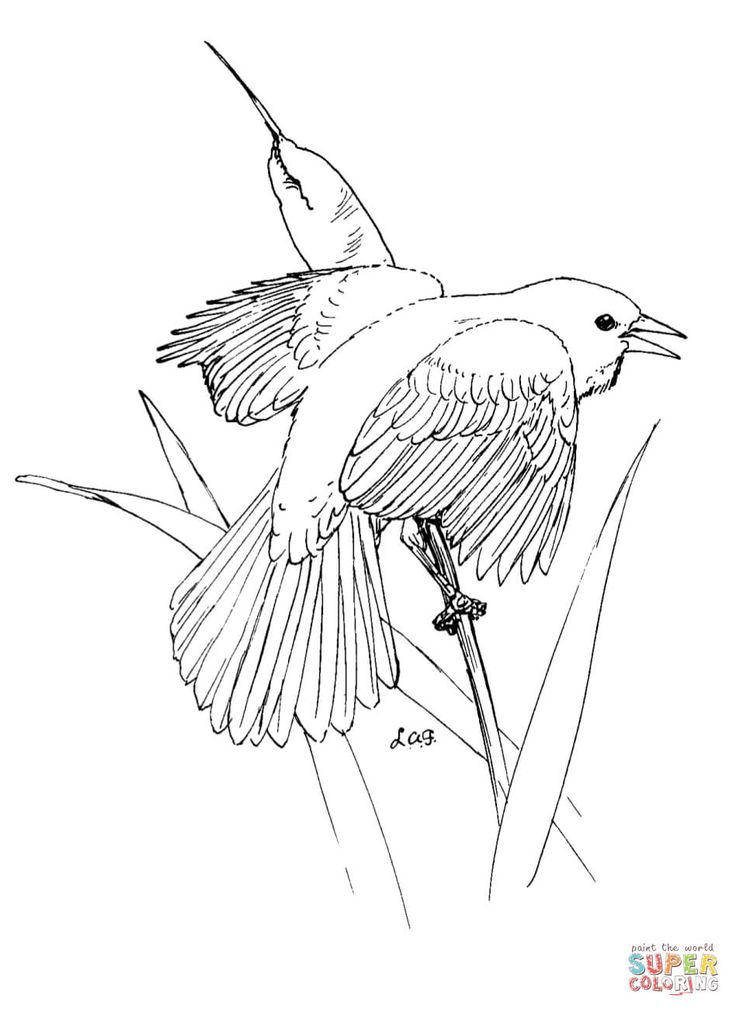 Red winged blackbird coloring page free printable coloring pages red wing blackbird black bird bird coloring pages