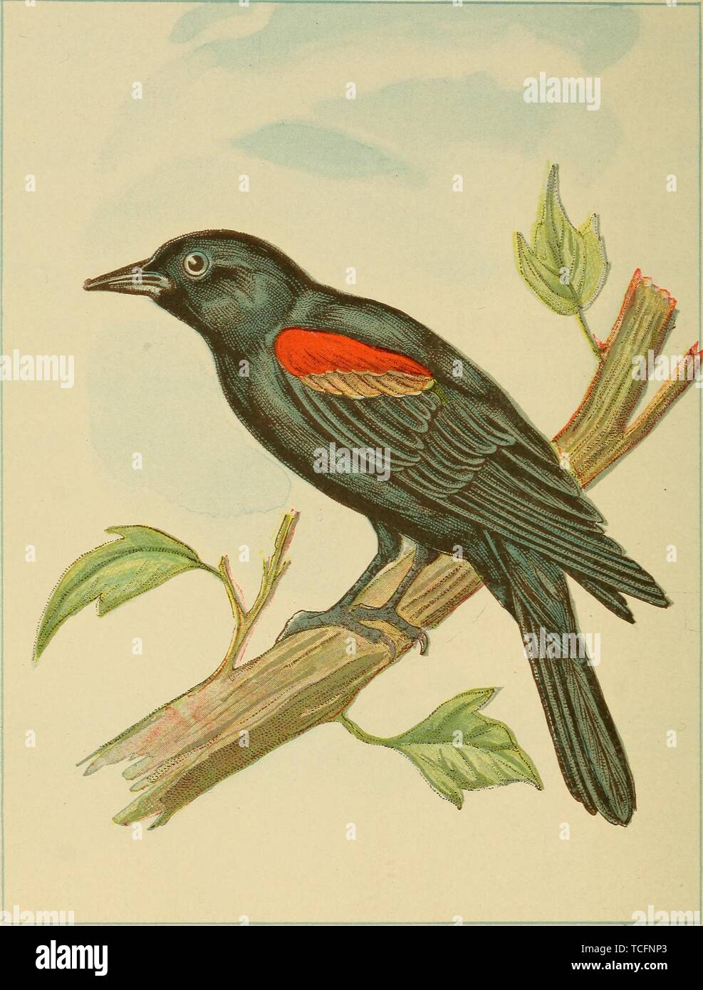 Engraved drawing of the red