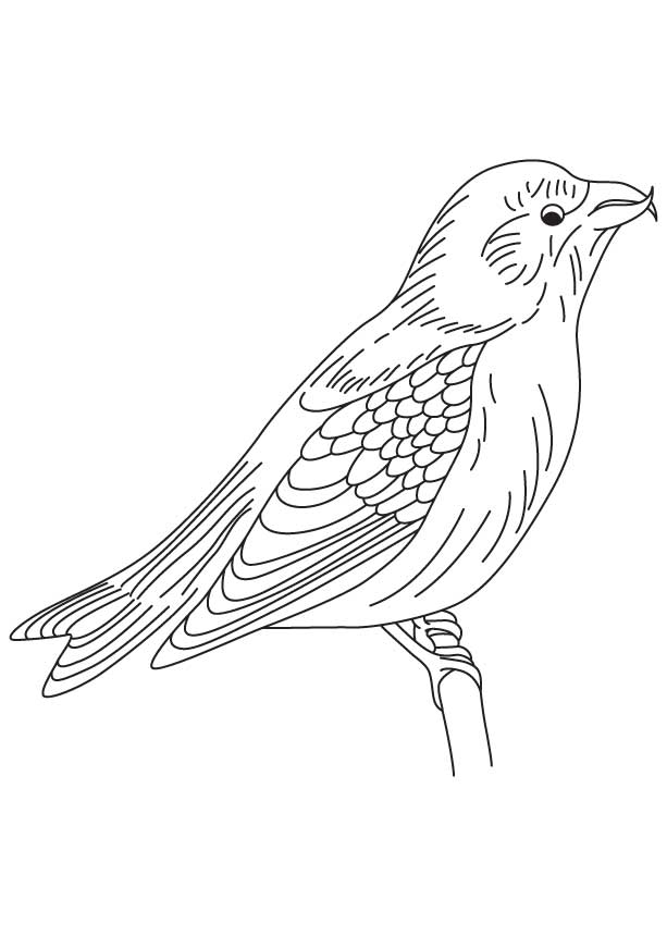 White winged crossbill coloring page download free white winged crossbill coloring page for kids best coloring pages
