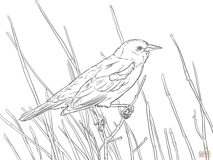 Red wing blackbird drawing