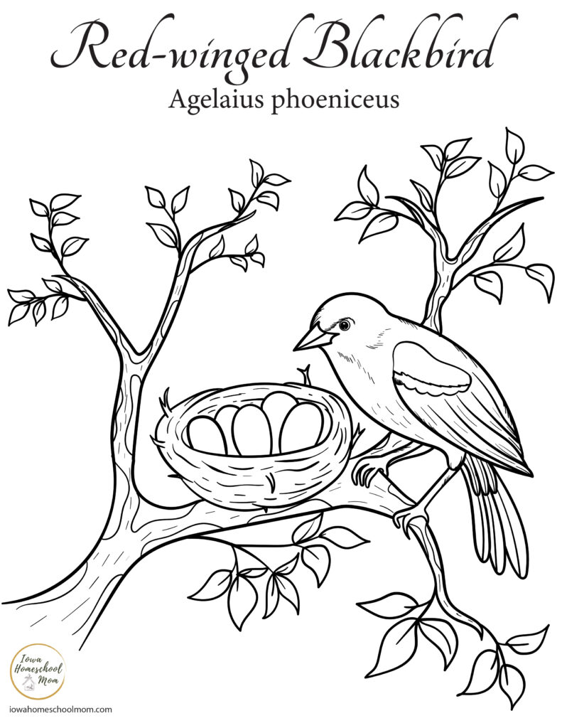 North american songbird coloring pages free printables