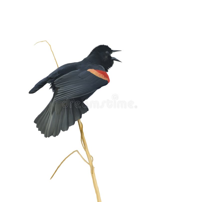 Blackbird singing stock illustrations â blackbird singing stock illustrations vectors clipart