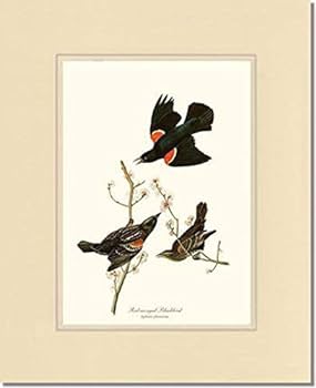 Bird print audubon vintage art red