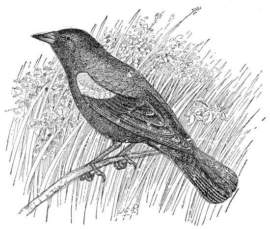 Red winged blackbird coloring page bird coloring pages coloring pages black and white birds