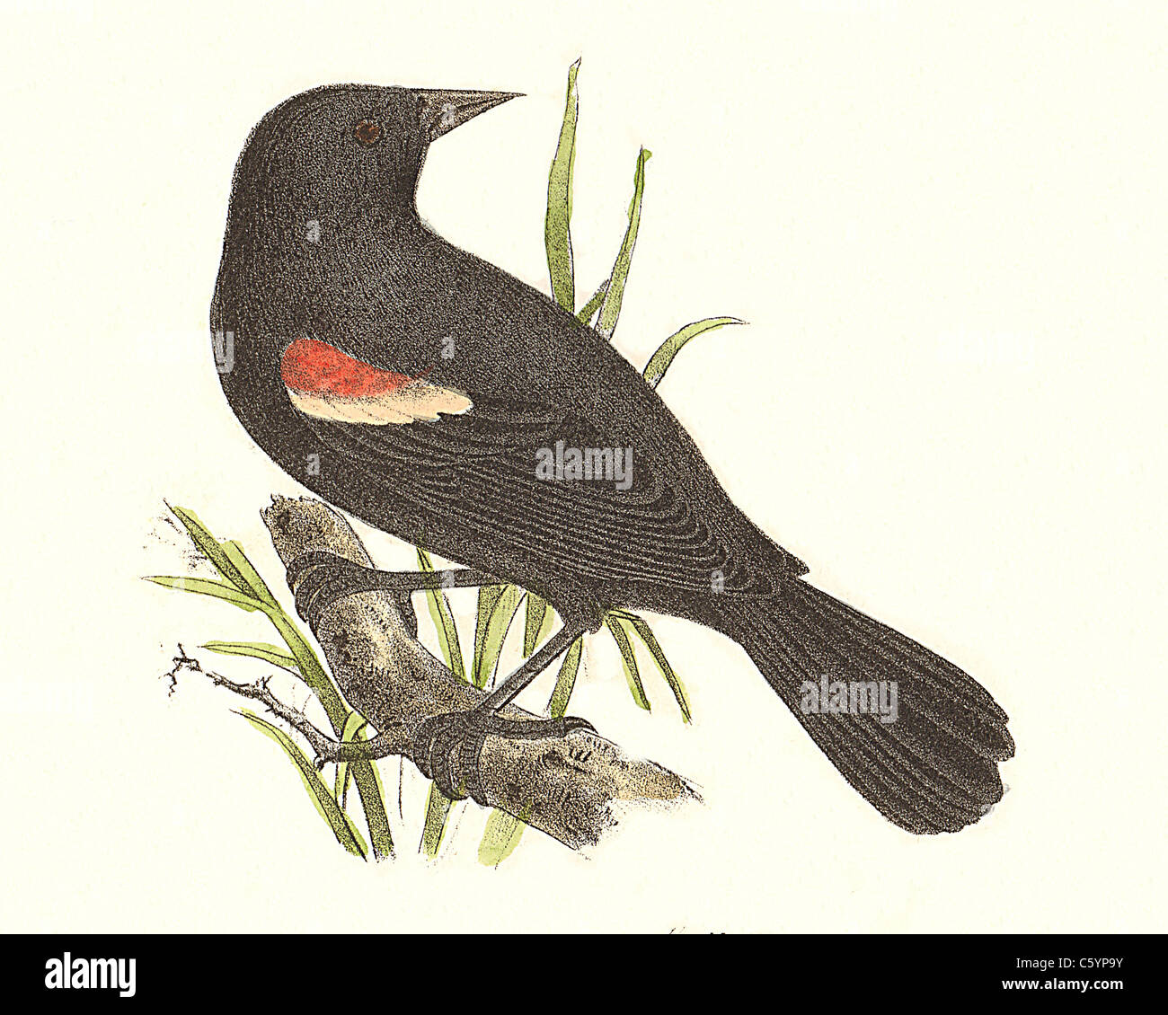 Art red winged blackbird hi