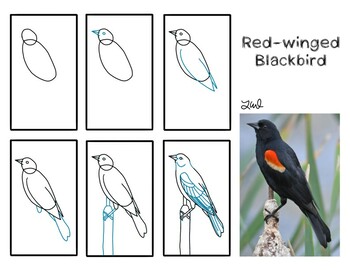How to draw birds art handouts printables or posters by laura wolf