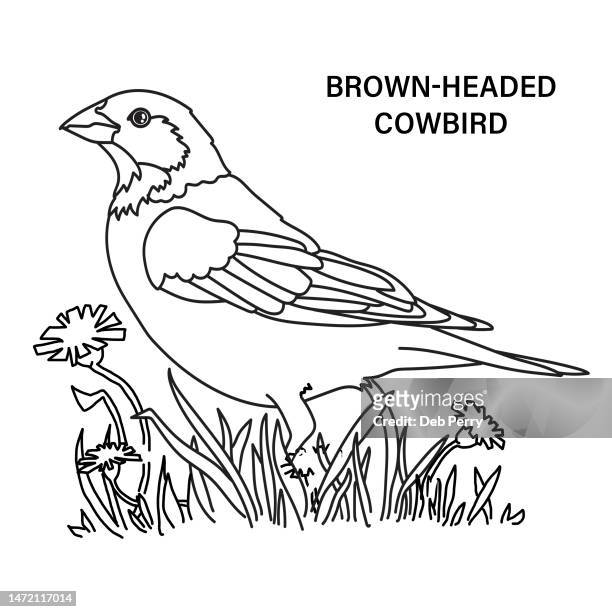 Blackbird drawing stock photos high