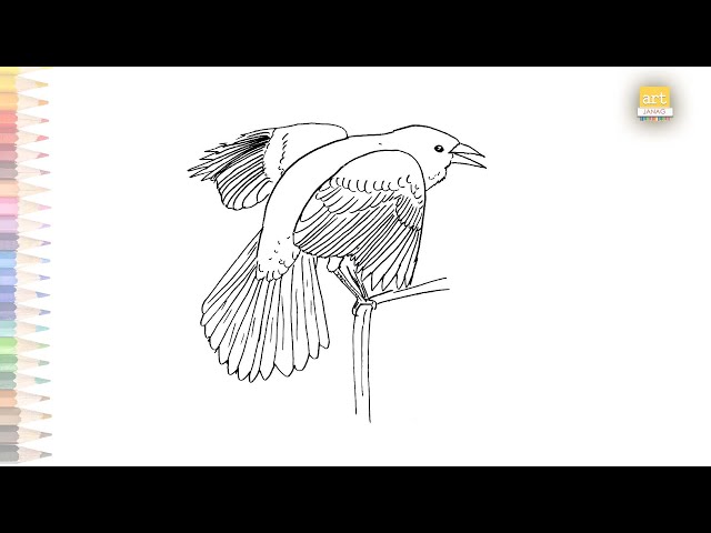 Eurasian blackbird drawing how to draw a blackbird drawing step by step birds drawing tutorials