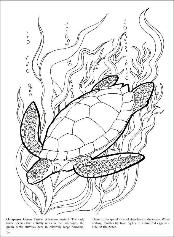 Great barrier reef coloring pages turtle drawing turtle coloring pages pyrography patterns