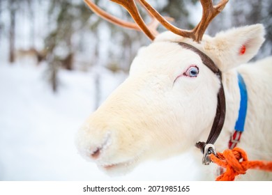 Reindeer eyes images stock photos d objects vectors