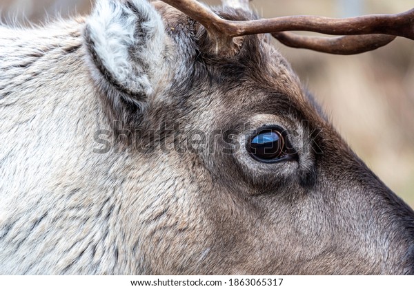 Reindeer eyes images stock photos d objects vectors