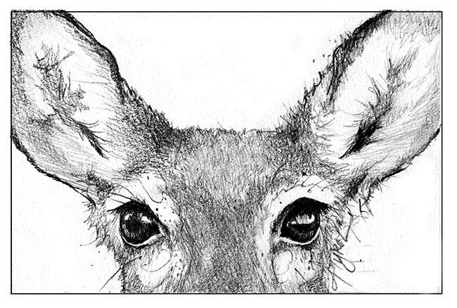 What colors can deer see the outside story