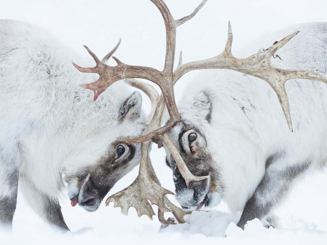 How reindeer eyes change colour in winter to help them see in the dark new scientist