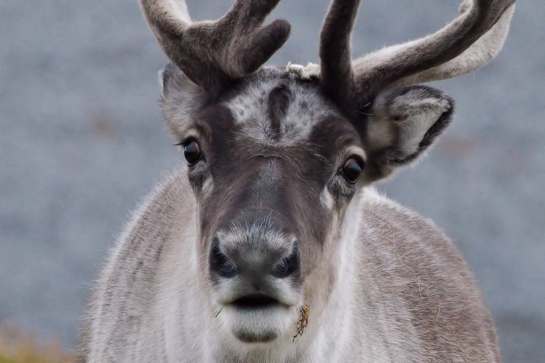Reindeer eyes seasonally adapt to arctic light