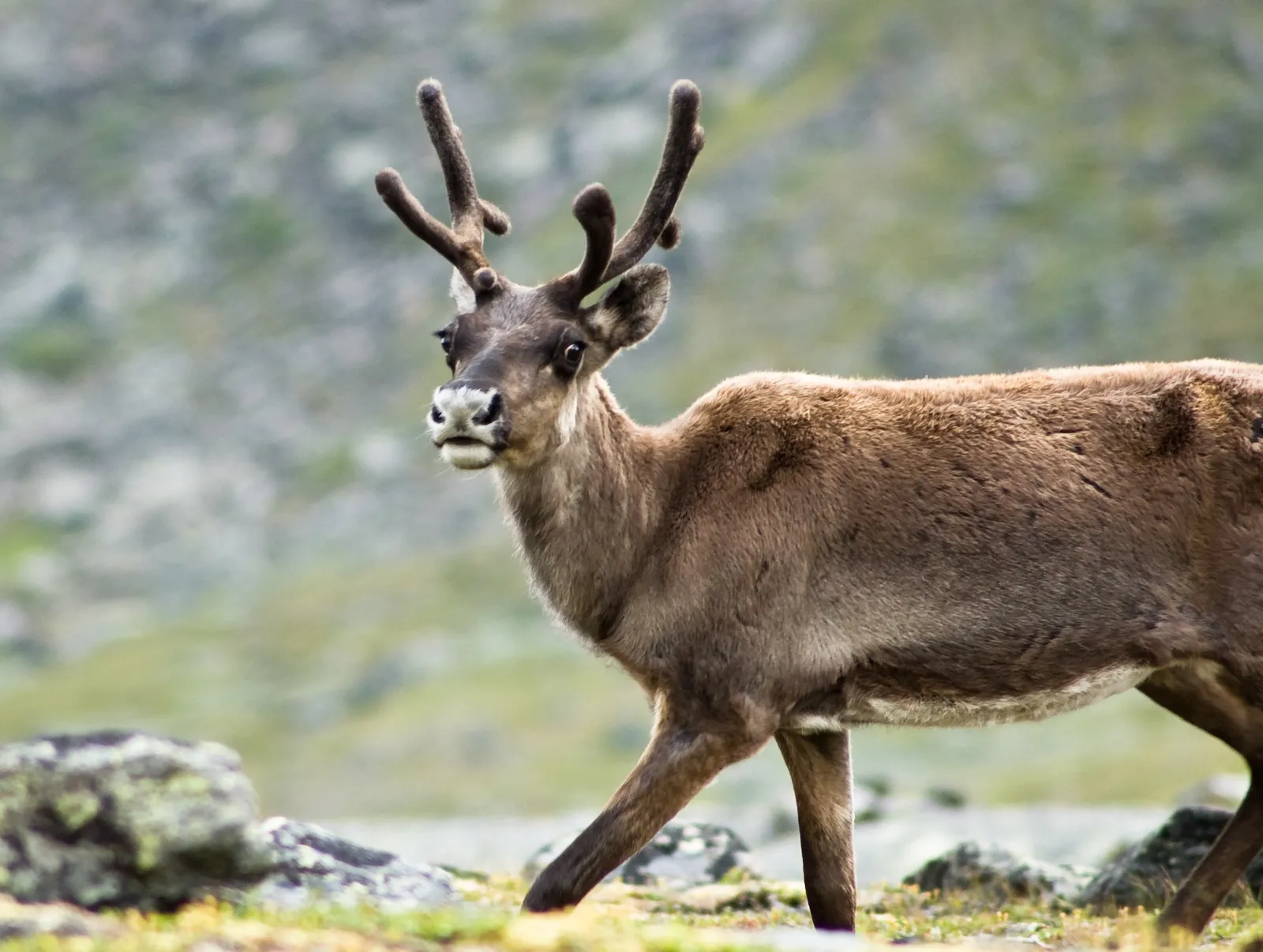Reindeer eyes change color to match the season smart news smithsonian magazine