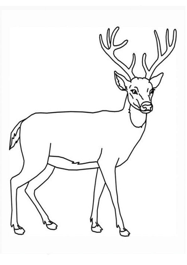 Coloring pages deer coloring pages pdf for kids