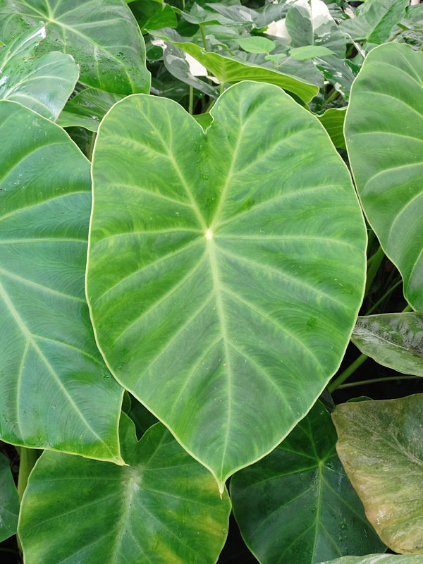 Lg hitchhiker elephant ear plant remusatia vivipara â urban tropicals