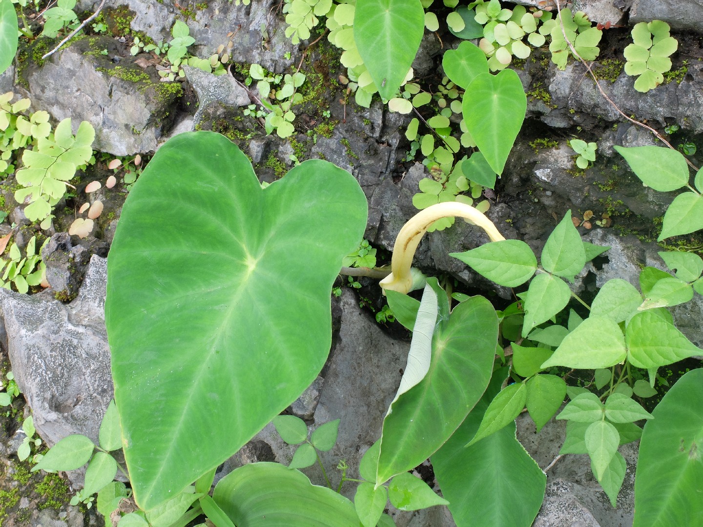 Hitchhiker elephant ear remusatia vivipara flower leaf care uses