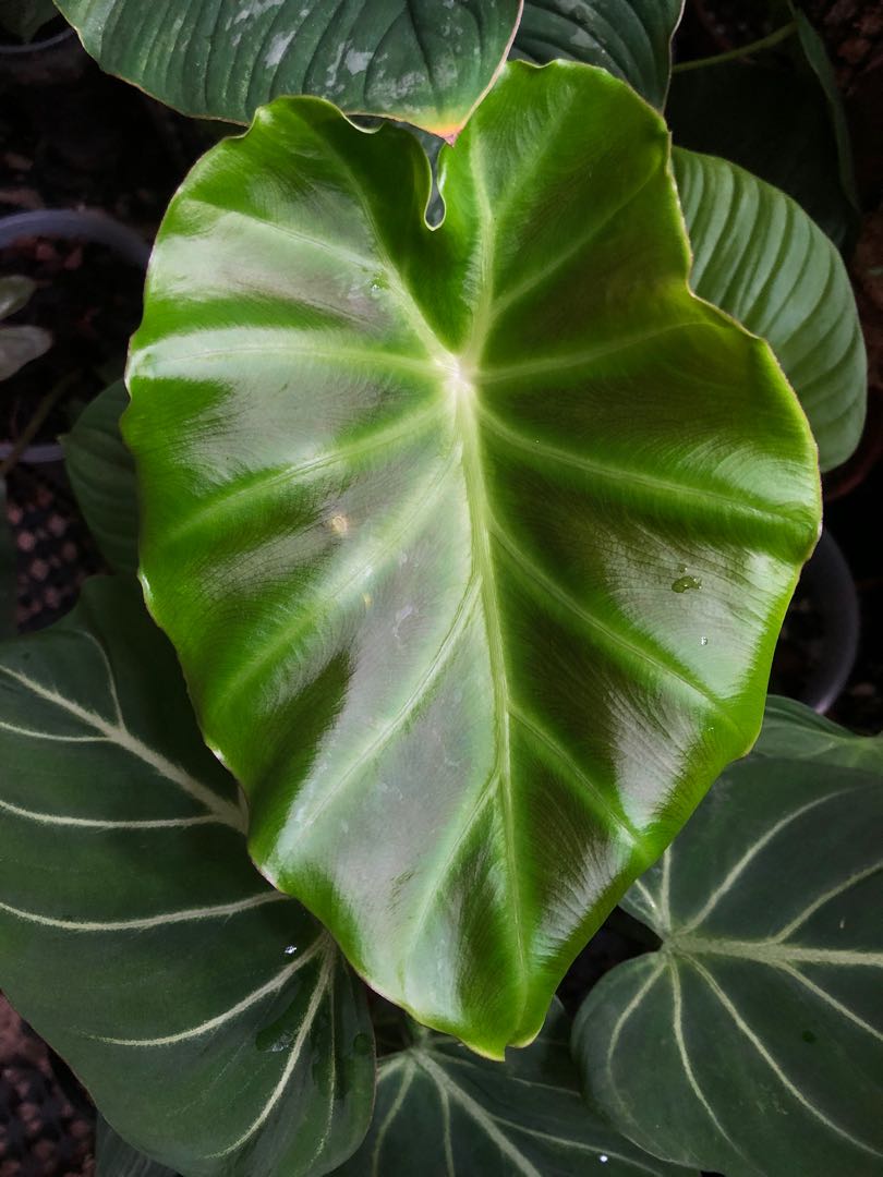 Remusatia vivipara furniture home living gardening plants seeds on