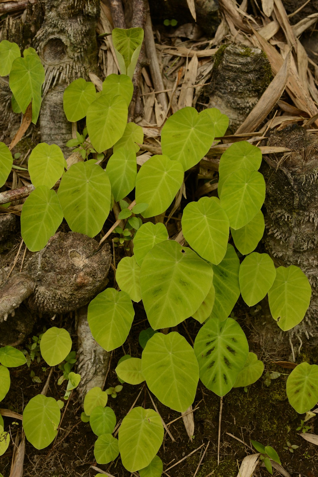 Hitchhiker elephant ear remusatia vivipara flower leaf care uses