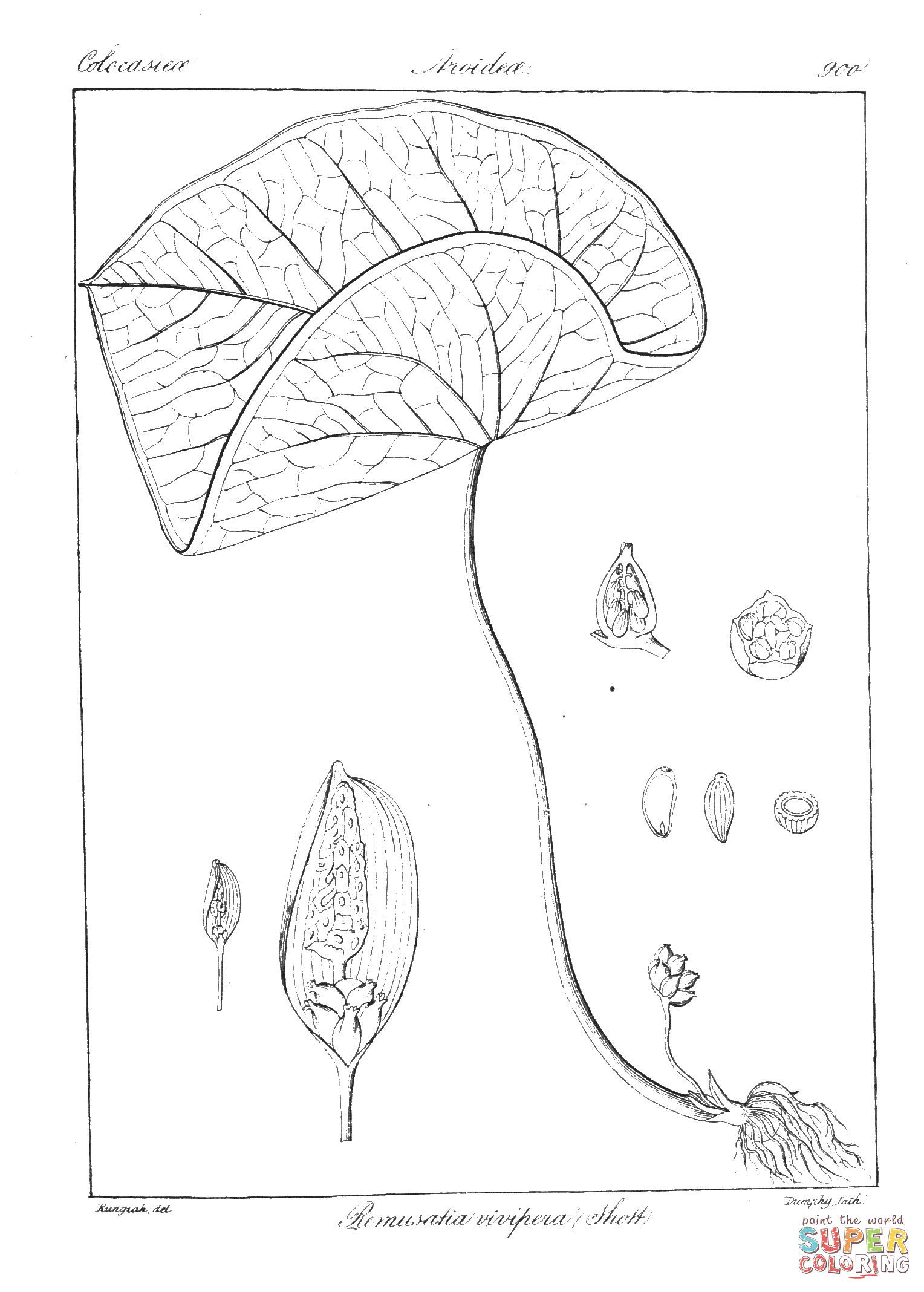 Remusatia vivipara coloring page free printable coloring pages