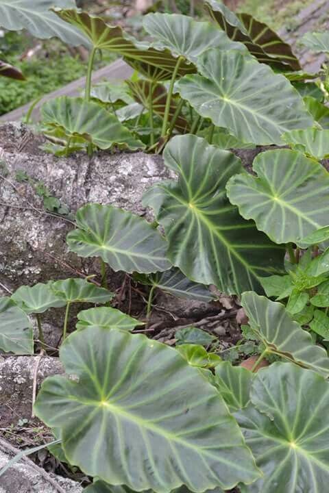 Elephant ear remusatia vivipara seeds