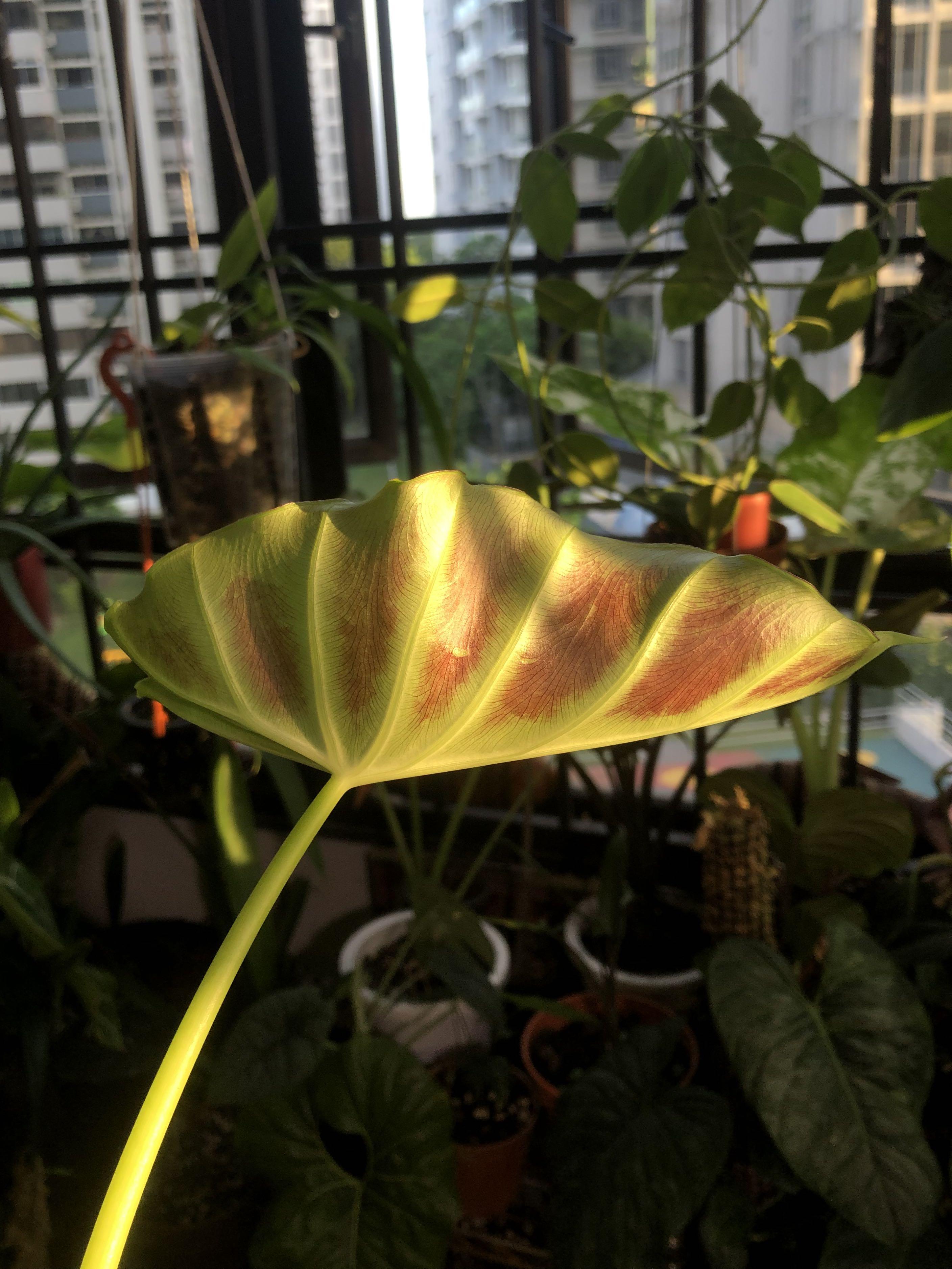 Remusatia vivipara furniture home living gardening plants seeds on