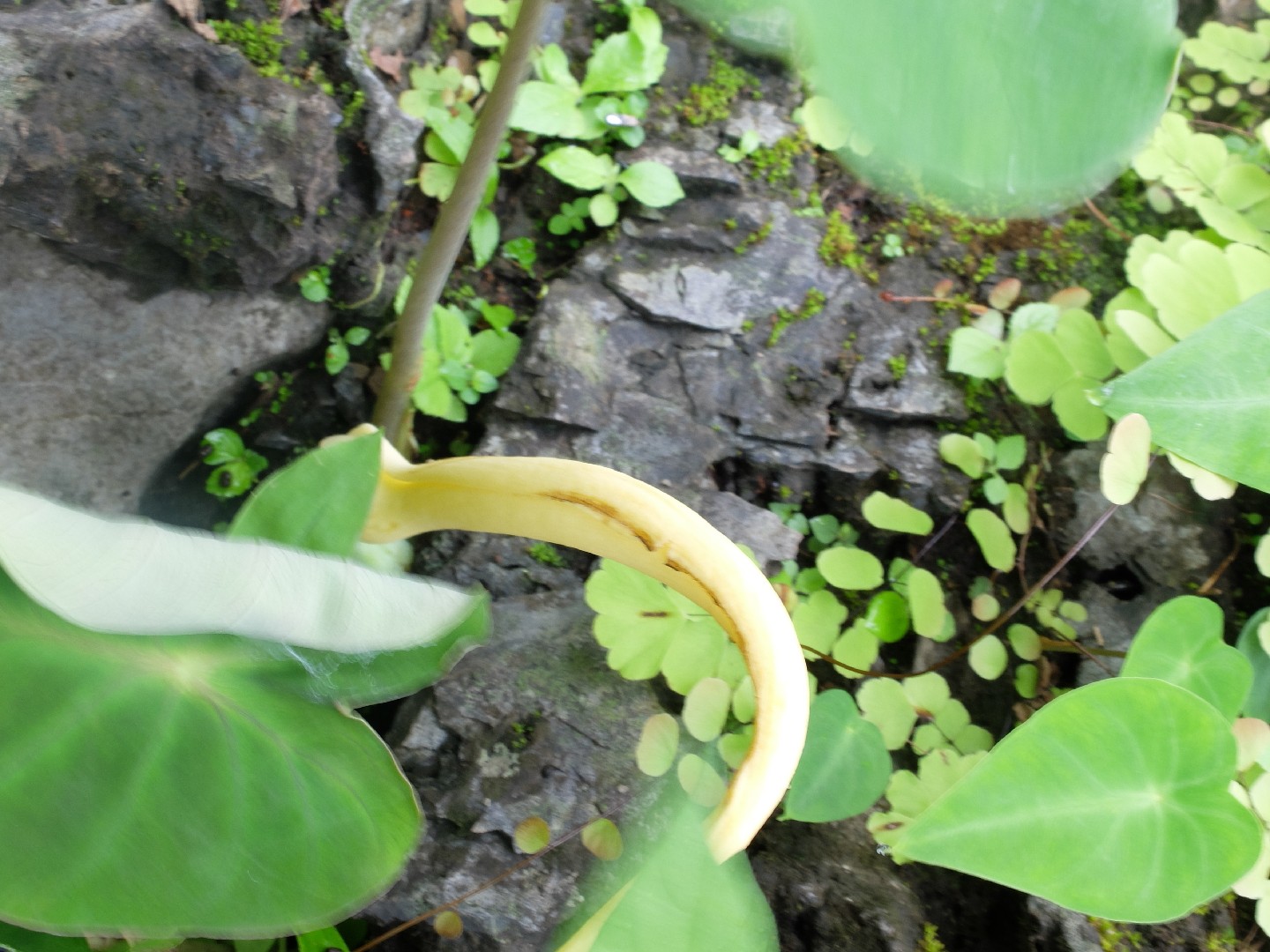 Hitchhiker elephant ear remusatia vivipara flower leaf care uses