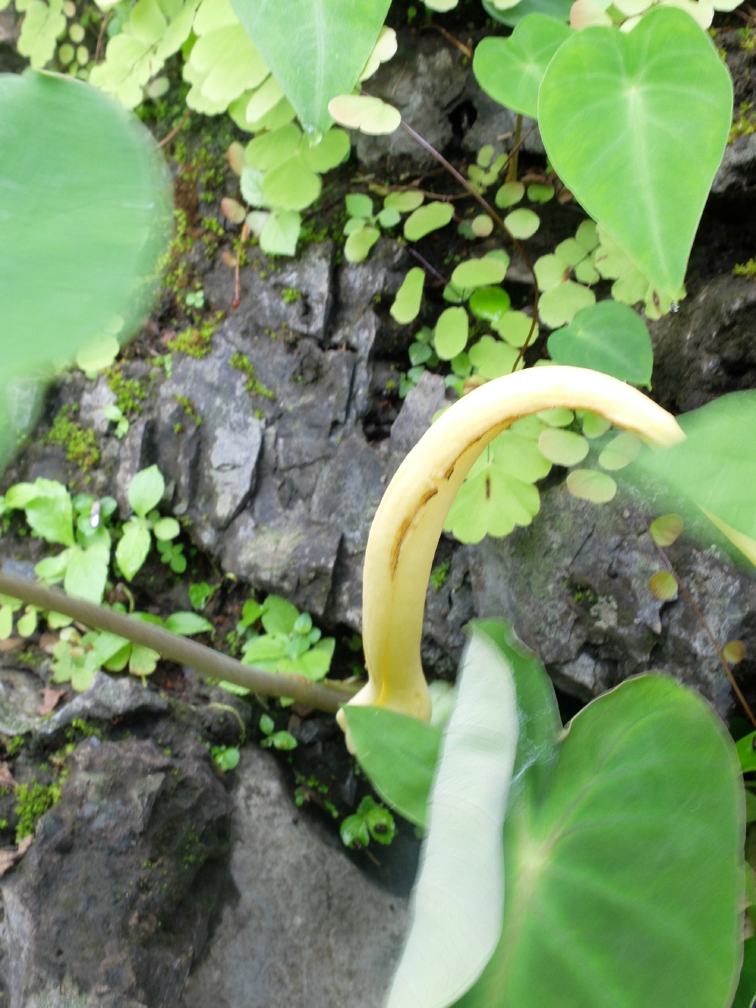 Hitchhiker elephant ear remusatia vivipara flower leaf care uses