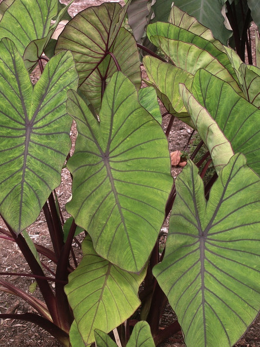Learn about remusatia vivipara son la son la hitchhiker elephant ear perennial encyclopedia