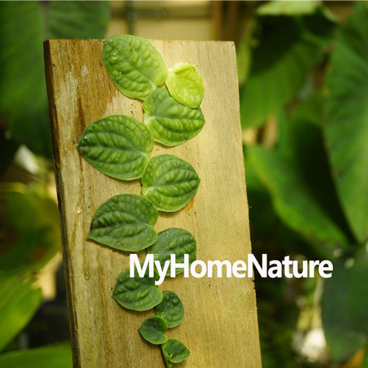 Hitchhiker elephant earremusatia vivipara for sale my home nature