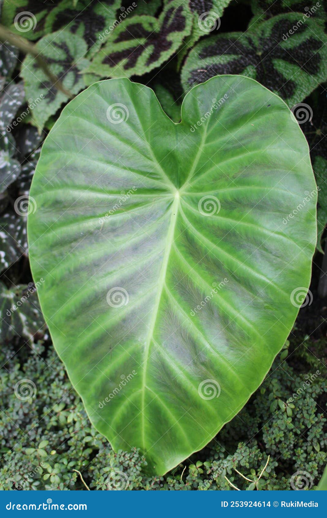 Rupicolous stock photos