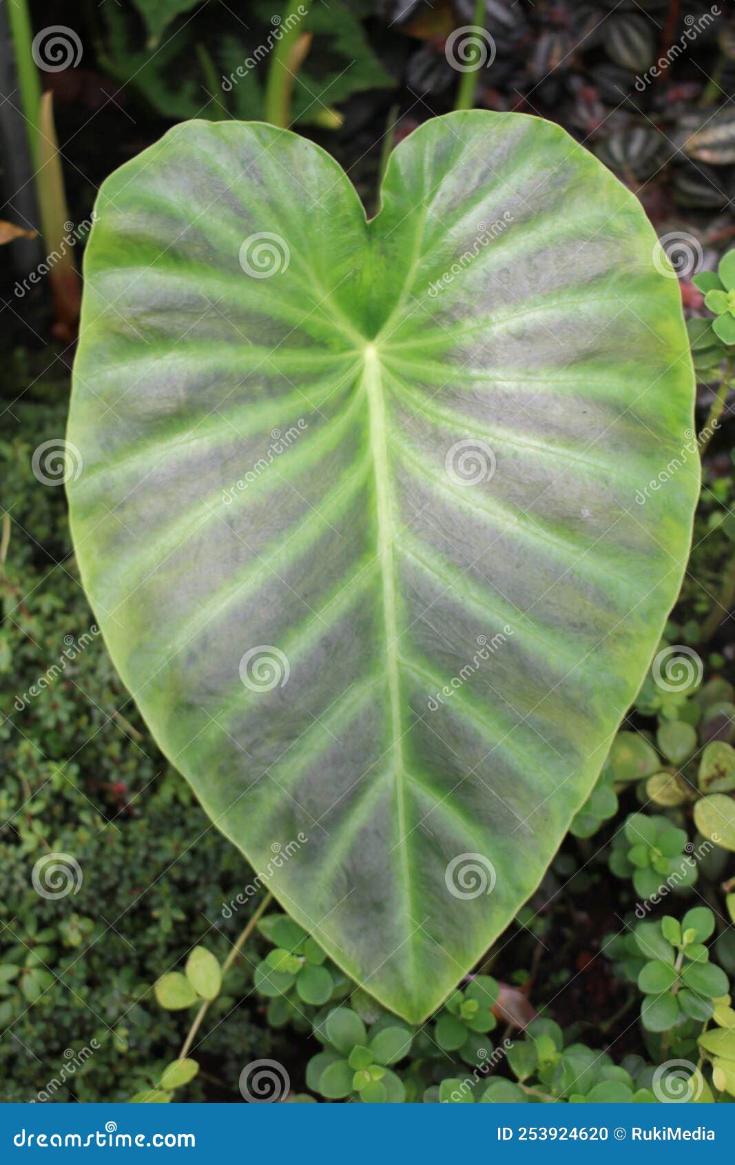 Rupicolous stock photos