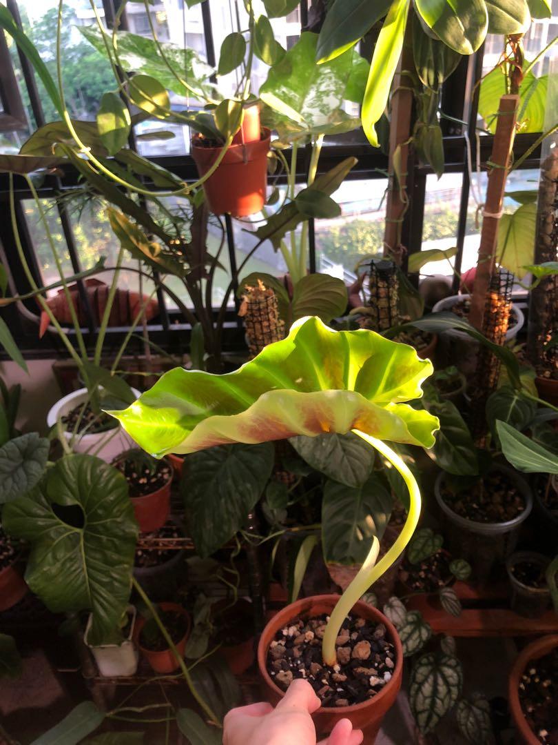Remusatia vivipara furniture home living gardening plants seeds on
