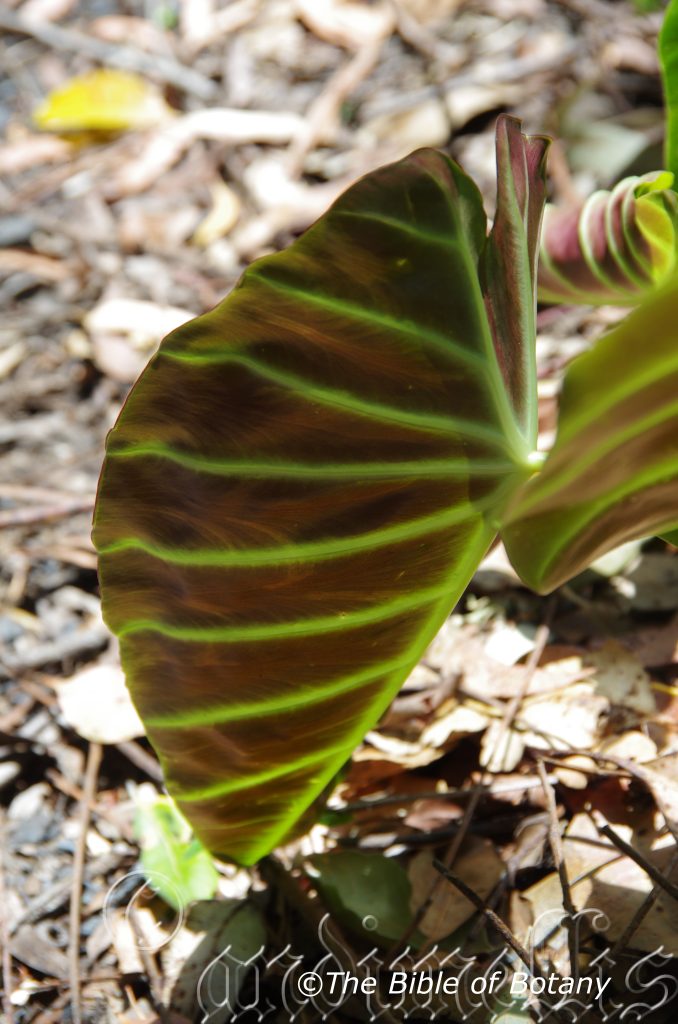 Plant descriptions â randia moorei â rytidosperma tenuius â the bible of botany
