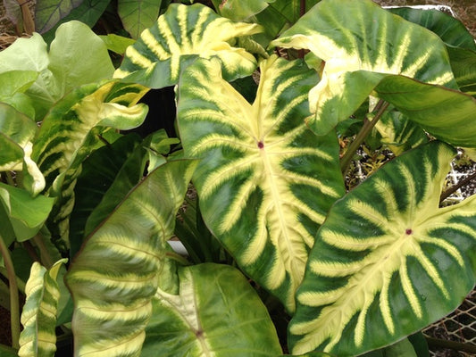 Learn about remusatia vivipara son la son la hitchhiker elephant ear perennial encyclopedia