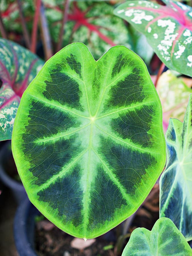 Caladium elephant ear heart jesus plant stock photos