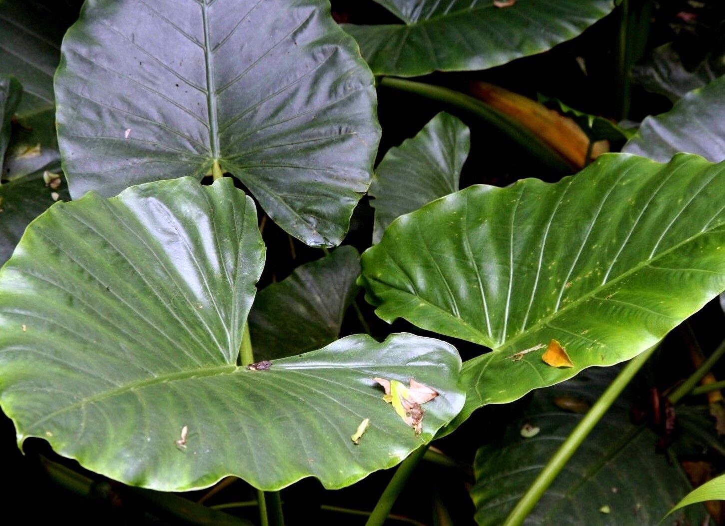 Elephant ear plant