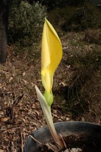 Remusatia vivipara hitchhiker elephant ear atlas of living stralia