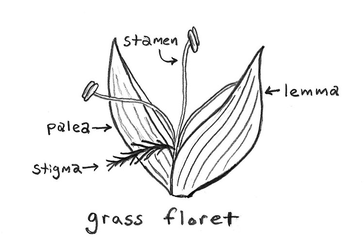 Awkward botany amateur botany for the phytocurious