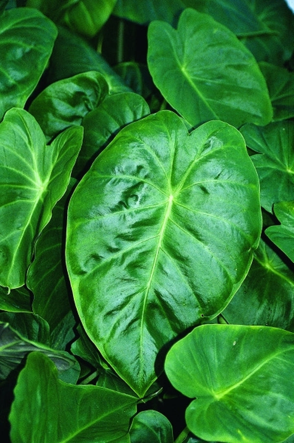 Learn about remusatia hookeriana hookers hitchhiker elephant ear perennial encyclopedia