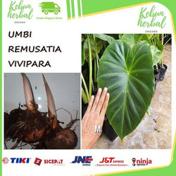 Jual vivipara murah